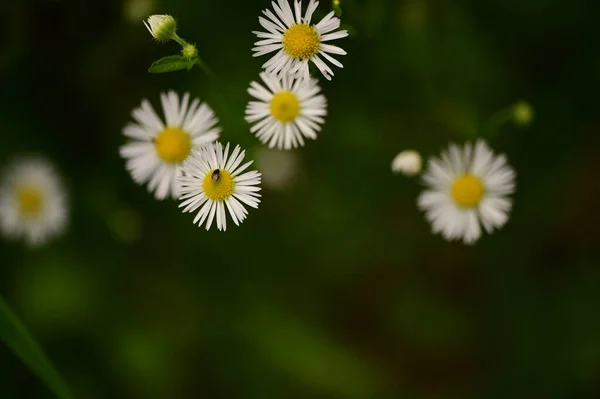 Białe Kwiaty Rumianku Widok Bliska — Zdjęcie stockowe