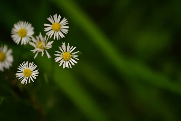 Białe Kwiaty Rumianku Widok Bliska — Zdjęcie stockowe