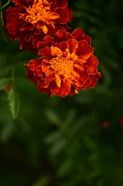 Vista Vicino Dei Bellissimi Fiori Calendula Arancione Giardino — Foto Stock