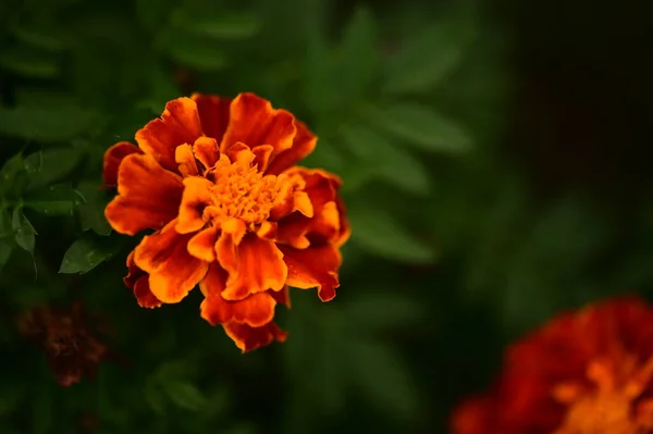 Nahaufnahme Der Wunderschönen Orangen Ringelblumen Garten — Stockfoto