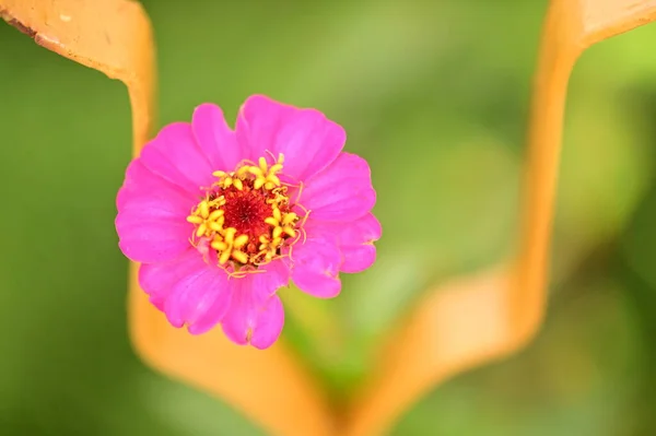 Vista Vicino Bellissimi Fiori Rosa Giardino — Foto Stock