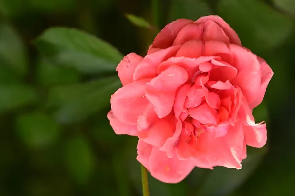 Piękna Różowa Róża Rośnie Ogrodzie Latem — Zdjęcie stockowe