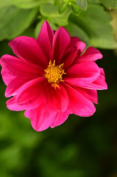Vista Close Belas Flores Rosa Jardim — Fotografia de Stock