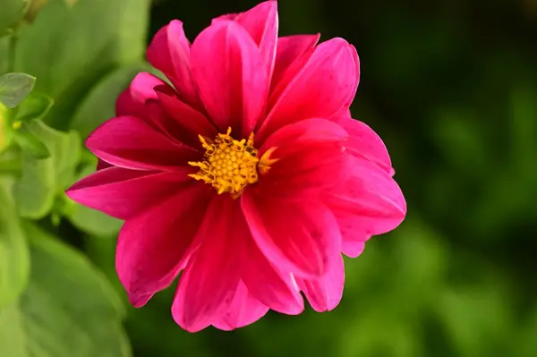 Vue Rapprochée Belles Fleurs Roses Dans Jardin — Photo