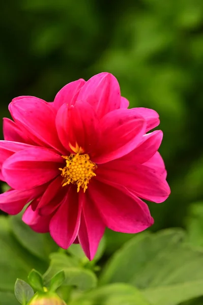 Closeup View Beautiful Pink Flowers Garden — Stock Photo, Image