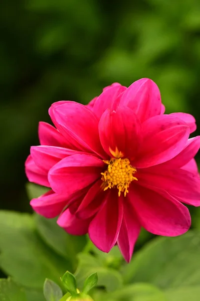 Vista Close Belas Flores Rosa Jardim — Fotografia de Stock