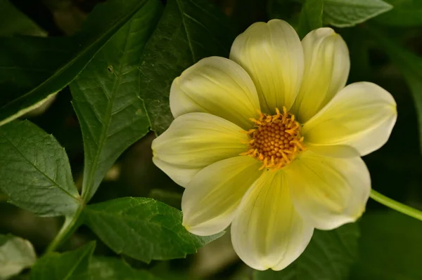 Vue Rapprochée Belles Fleurs Jaunes Dans Jardin — Photo