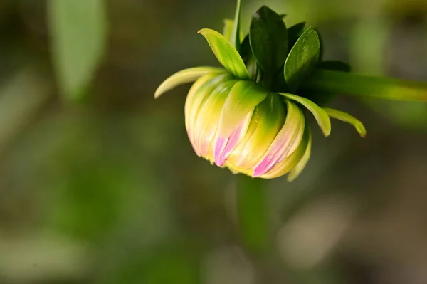 Όμορφο Ροζ Και Κίτρινο Χρώμα Λουλούδι Που Αναπτύσσεται Στον Κήπο — Φωτογραφία Αρχείου