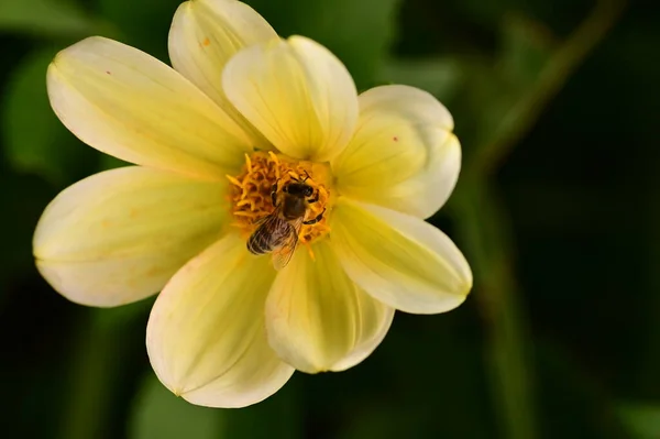 Close View Bee Sitting Yellow Flower Garden — Stock Photo, Image