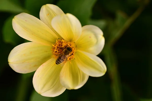 Close View Bee Sitting Yellow Flower Garden — Stock Photo, Image