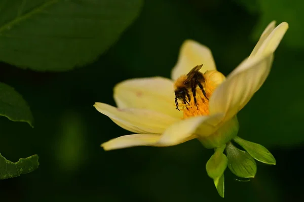 Крупным Планом Вид Пчелы Сидящей Желтом Цветке Саду — стоковое фото