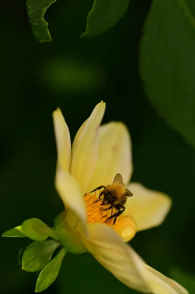 Nahaufnahme Einer Biene Auf Einer Gelben Blume Garten — Stockfoto