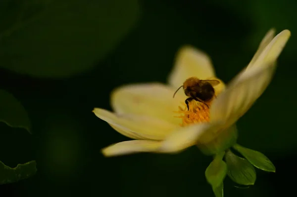 Close View Bee Sitting Yellow Flower Garden — Stock Photo, Image