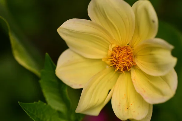 Vista Cerca Hermosas Flores Amarillas Jardín — Foto de Stock