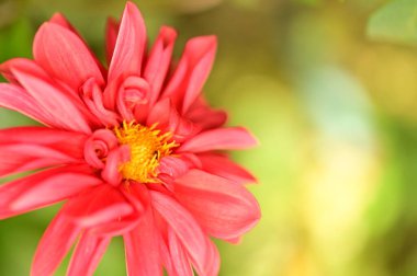 Bahçedeki güzel pembe çiçeklerin yakın görüntüsü.