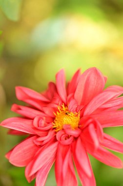 Bahçedeki güzel pembe çiçeklerin yakın görüntüsü.