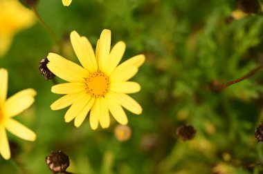 Bahçedeki güzel sarı çiçekleri kapat.