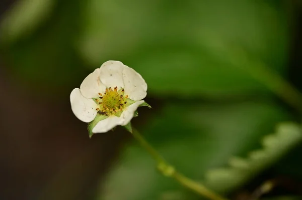 庭の美しい白い花を間近に見ることができます — ストック写真