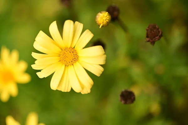 庭の美しい黄色の花を間近に見ることができます — ストック写真