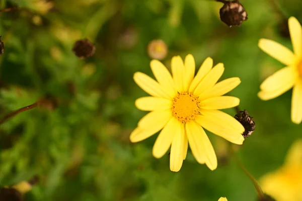 Vue Rapprochée Belles Fleurs Jaunes Dans Jardin — Photo