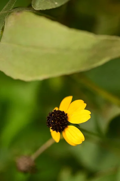 Close View Beautiful Yellow Flowers Garden — Stock Photo, Image