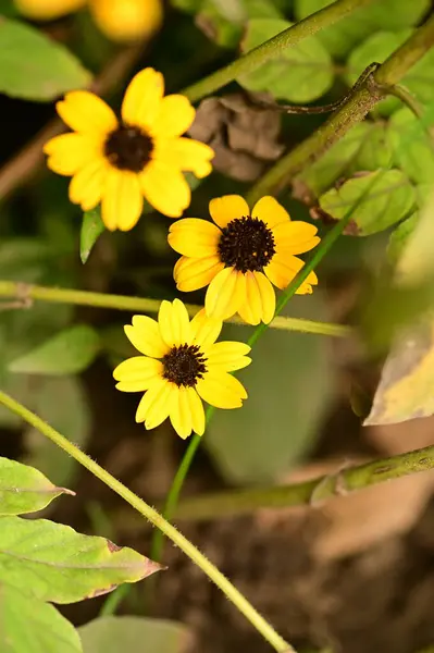 庭の美しい黄色の花を間近に見ることができます — ストック写真