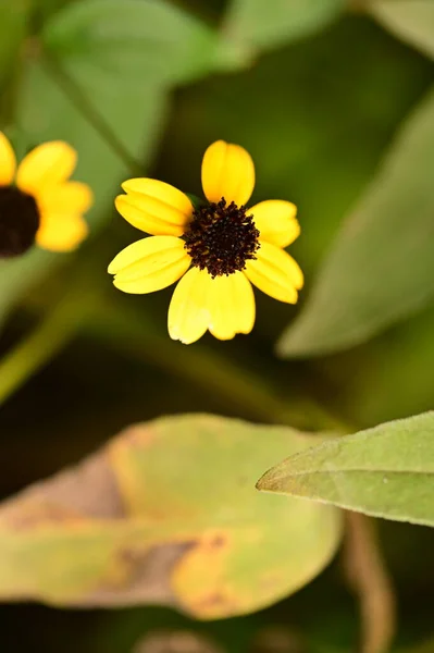 Vista Cerca Hermosas Flores Amarillas Jardín — Foto de Stock