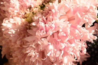 Güzel kasımpatı buketinin yakın görüntüsü