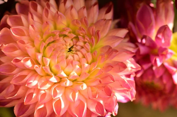Close Pink Chrysanthemums Macro Shot — Stock Photo, Image