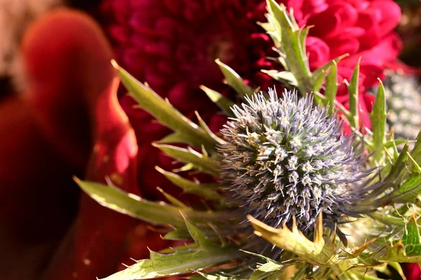 close up view of eryngium flowers, summer concept