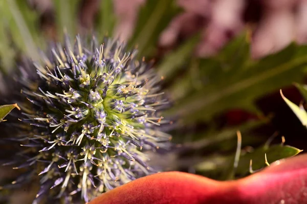 close up view of eryngium flowers, summer concept