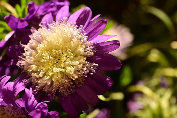 Bahçedeki Güzel Safra Çiçeklerinin Yakın Görüntüsü — Stok fotoğraf