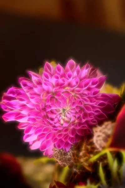 Vacker Ljus Blomma Närbild — Stockfoto