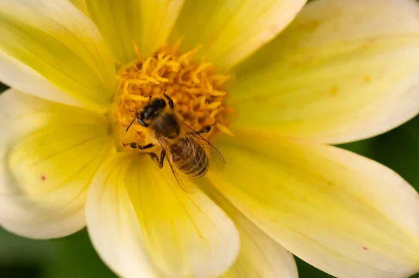 Vue Rapprochée Abeille Assise Sur Une Fleur Jaune Dans Jardin — Photo