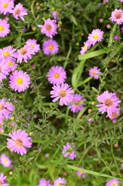 Bahçedeki güzel pembe çiçeklerin yakın görüntüsü.