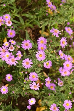 Bahçedeki güzel pembe çiçeklerin yakın görüntüsü.