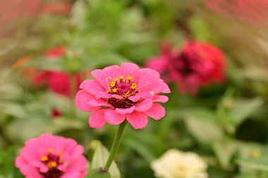 Bahçedeki güzel pembe çiçeklerin yakın görüntüsü.