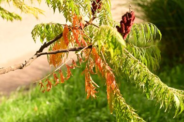 Bitkinin güzel yaprakları sumac, sonbahar mevsimi
