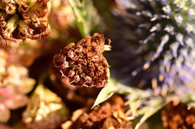 kuru çiçekler yakın çekim