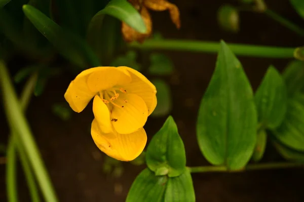 Vista Cerca Hermosas Flores Amarillas Jardín —  Fotos de Stock