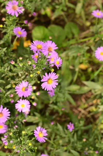 Vista Vicino Bellissimi Fiori Rosa Giardino — Foto Stock