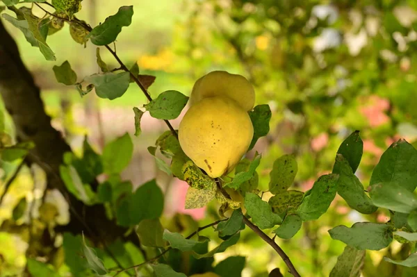 Ripe Juicy Pears Tree Branch — Stock Photo, Image