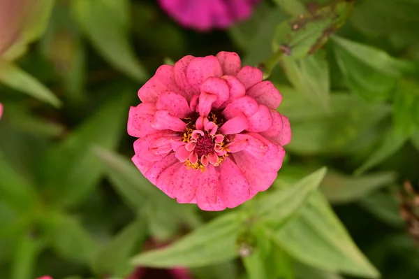 Vista Close Belas Flores Rosa Jardim — Fotografia de Stock