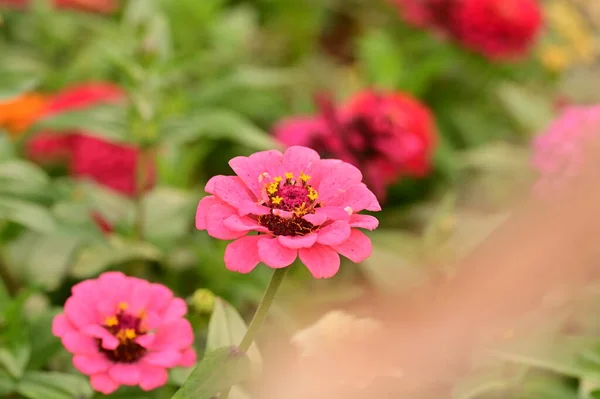 Widok Bliska Piękne Różowe Kwiaty Ogrodzie — Zdjęcie stockowe