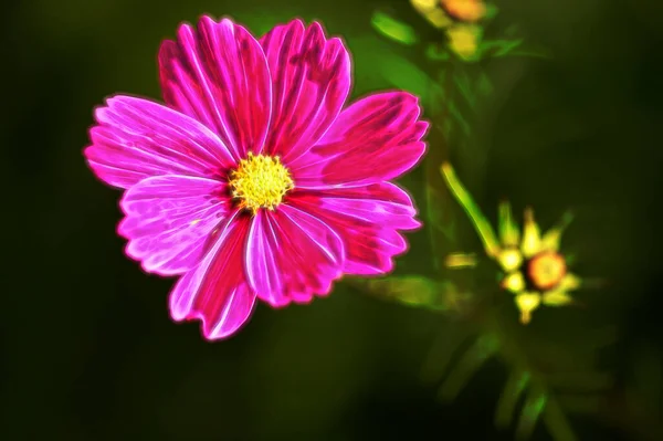 Closeup View Beautiful Pink Flowers Garden — Stock Photo, Image