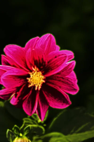 Güzel Parlak Çiçek Kapat — Stok fotoğraf