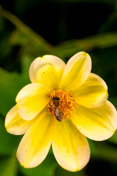 Nahaufnahme Einer Biene Auf Einer Gelben Blume Garten — Stockfoto