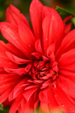 closeup view of beautiful red flowers in the garden