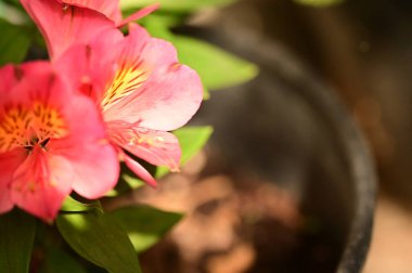 Bahçedeki güzel pembe çiçeklerin yakın görüntüsü.