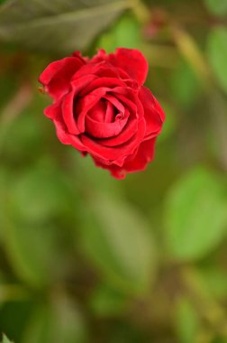 Güzel açan kırmızı gülün yakın çekim görüntüsü